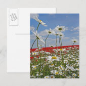 Een akker met witte ossenmadeliefjes en 2 briefkaart (Voorkant / Achterkant)