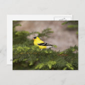 Een Amerikaanse Goldfinch man in een boom Briefkaart (Voorkant / Achterkant)