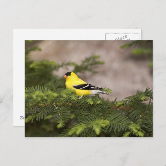 Een Amerikaanse Goldfinch man in een boom Briefkaart (Voorkant / Achterkant)