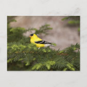 Een Amerikaanse Goldfinch man in een boom Briefkaart (Voorkant)