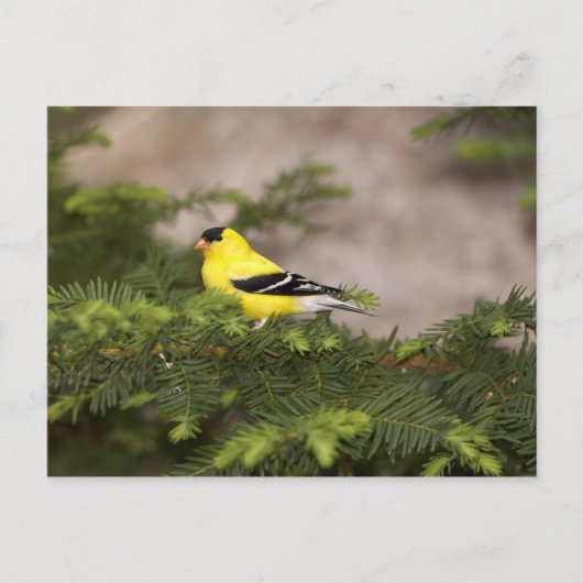 Een Amerikaanse Goldfinch man in een boom Briefkaart (Voorkant)