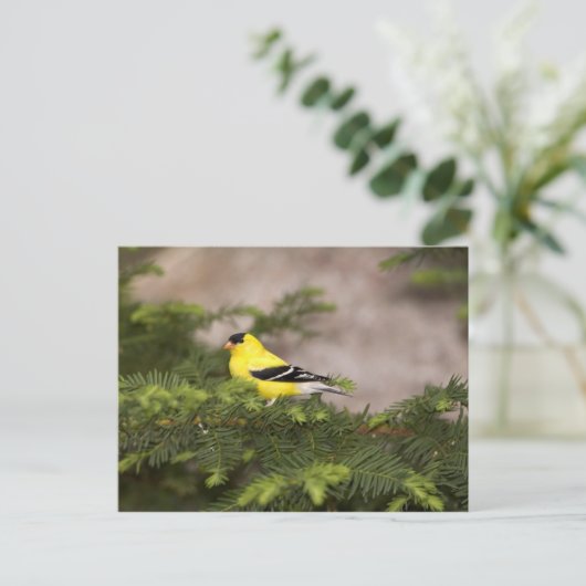 Een Amerikaanse Goldfinch man in een boom Briefkaart (Staand voorkant)