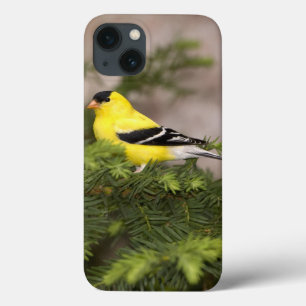 Een Amerikaanse Goldfinch man in een boom Case-Mate iPhone Case