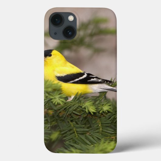Een Amerikaanse Goldfinch man in een boom Case-Mate iPhone Case (Achterkant)