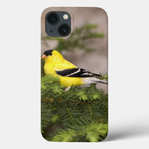 Een Amerikaanse Goldfinch man in een boom Case-Mate iPhone Case