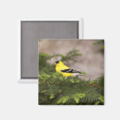Een Amerikaanse Goldfinch man in een boom Magneet (Voorkant / Achterkant)
