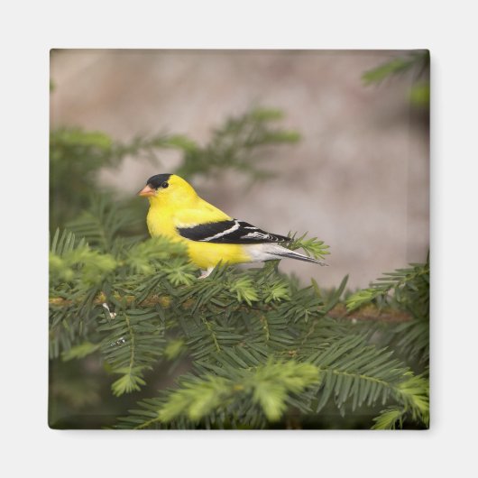 Een Amerikaanse Goldfinch man in een boom Magneet (Voorkant)