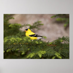 Een Amerikaanse Goldfinch man in een boom Poster