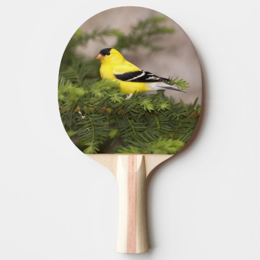 Een Amerikaanse Goldfinch man in een boom Tafeltennisbatje (Voorkant)