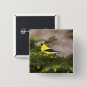 Een Amerikaanse Goldfinch man in een boom Vierkante Button 5,1 Cm (Voorkant /achterkant)