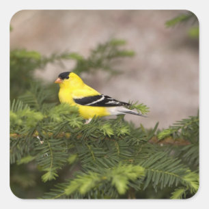 Een Amerikaanse Goldfinch man in een boom Vierkante Sticker