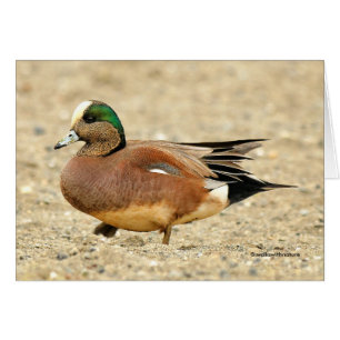 Een Amerikaanse Wigeon op het strand
