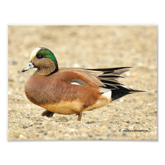 Een Amerikaanse Wigeon op het strand Foto Afdruk (Voorkant)
