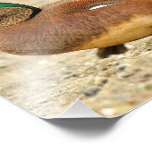 Een Amerikaanse Wigeon op het strand Foto Afdruk (Hoek)