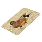 Een Amerikaanse Wigeon op het strand Magneet (Linkerzijde)