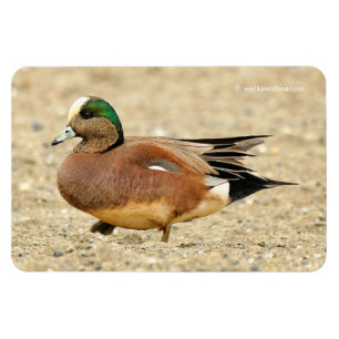 Een Amerikaanse Wigeon op het strand Magneet