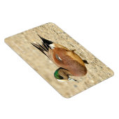 Een Amerikaanse Wigeon op het strand Magneet (Rechterzijde)