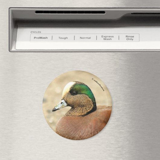 Een Amerikaanse Wigeon op het strand Magneet (Insitu (Vaatwasser))