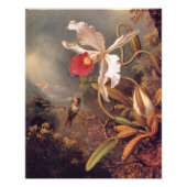 Een Amethist-kolibrie met Witte Orchidee Foto Afdruk (Voorkant)