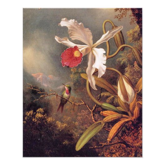 Een Amethist-kolibrie met Witte Orchidee Foto Afdruk (Voorkant)