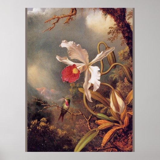Een Amethist-kolibrie met Witte Orchidee Poster (Voorkant)