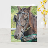 Een Amish Paard bij de Hitching Post Alle gelegenh Kaart (Gele Bloem)