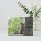 Een ander Briefkaart van Meerkat (Staand voorkant)