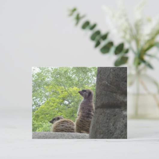 Een ander Briefkaart van Meerkat (Staand voorkant)