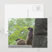Een ander Briefkaart van Meerkat (Voorkant / Achterkant)