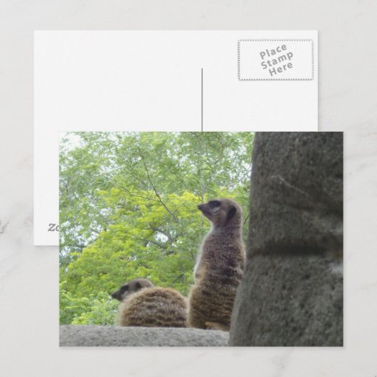 Een ander Briefkaart van Meerkat (Voorkant / Achterkant)