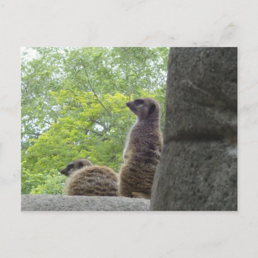 Een ander Briefkaart van Meerkat (Voorkant)