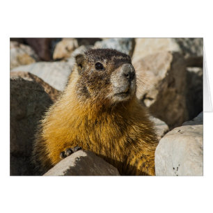 Een ander Marmot Portrait