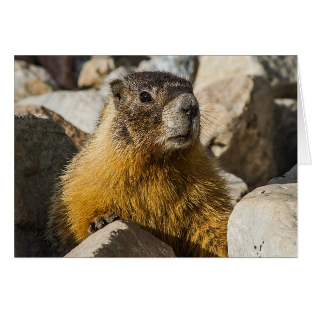 Een ander Marmot Portrait (Voorkant Horizontaal)