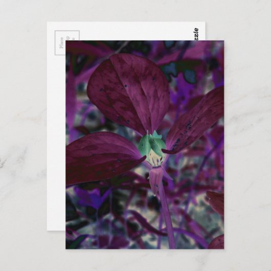 Een ander trillium briefkaart (Voorkant / Achterkant)