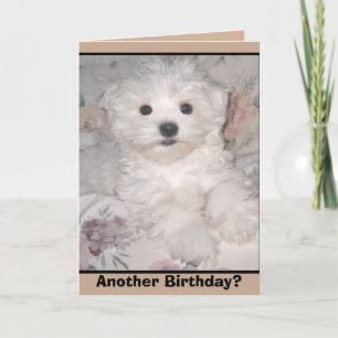 EEN ANDERE BIRTHDAY? Maltese Wenskaart van puppy Kaart