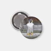 Een andere boogmagneet magneet (Voorkant / Achterkant)