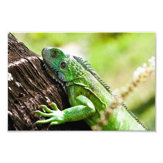 een andere groene dag foto afdruk (Voorkant)