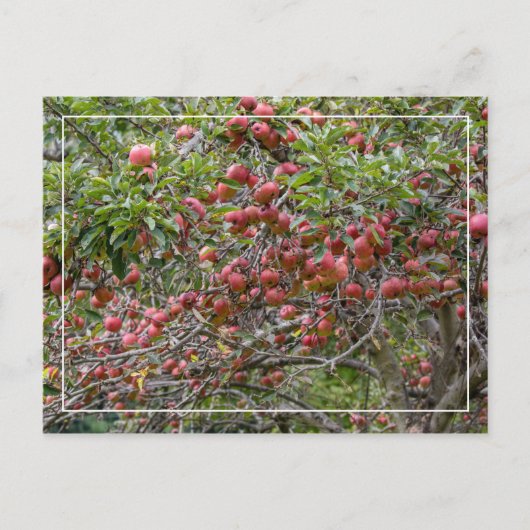 Een appelboom briefkaart (Voorkant)