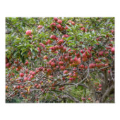 Een appelboom foto afdruk (Voorkant)