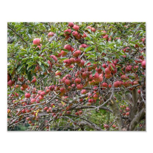 Een appelboom foto afdruk (Voorkant)
