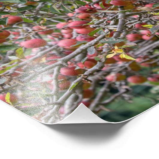 Een appelboom foto afdruk (Hoek)