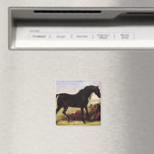 Een Arabisch paard Magneet (Insitu (Vaatwasser))