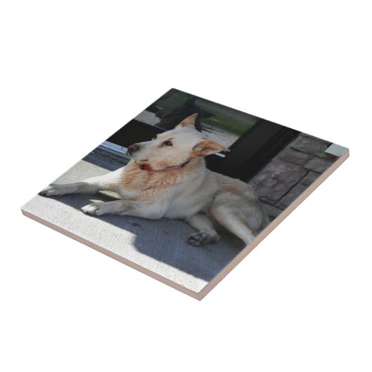 Een artikel van de Dog WIth Tegeltje (Zijkant)