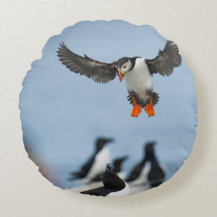 EEN ATLANTISCHE PUFFIN DIE MET ZIJN WIL IN AANLAND ROND KUSSEN
