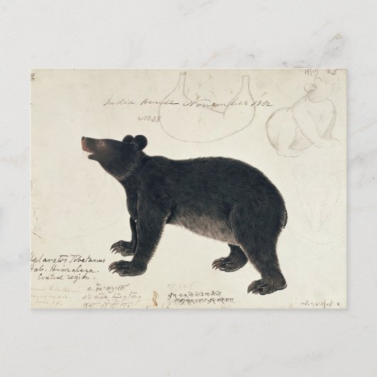 Een Aziatisch zwart Beer, "Ursus Tibetanus" Briefkaart (Voorkant)