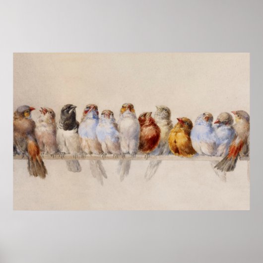 Een baard van de  Waterverf van vogels Poster (Voorkant)