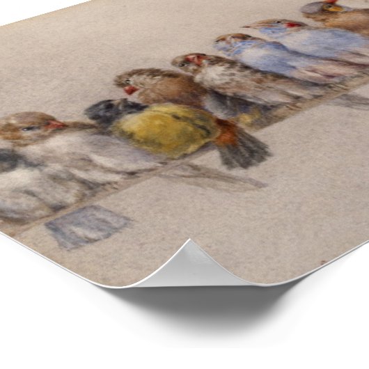 Een baars van vogels (1880) Hector Giacomelli Poster (Hoek)