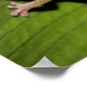 Een Baby Green Gecko Poster (Hoek)