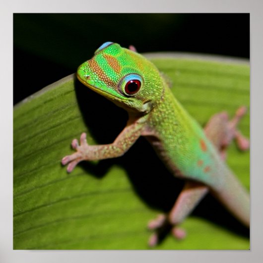 Een Baby Green Gecko Poster (Voorkant)