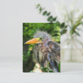 Een baby groene reiger briefkaart (Staand voorkant)